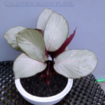 Tanaman hias calathea