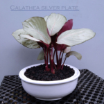 Tanaman calathea