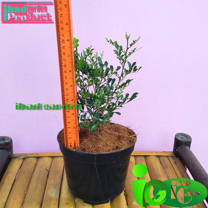 jual Tanaman Hias Bahan Bonsai kemuning langsung dari petani