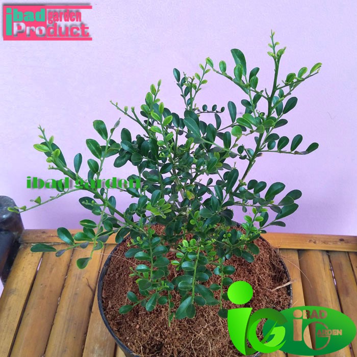 jual Tanaman Hias Bahan Bonsai kemuning langsung dari petani