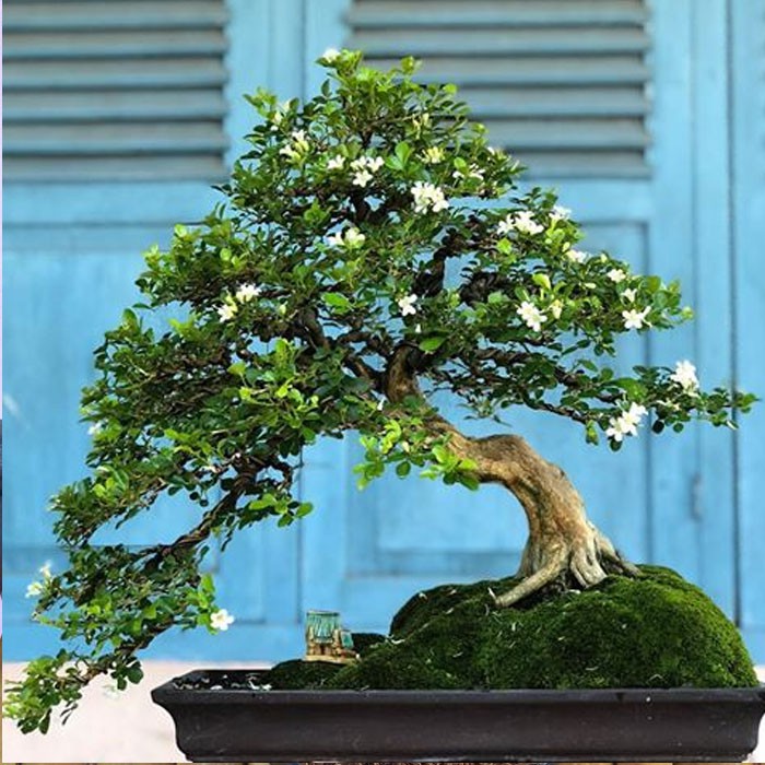 jual Tanaman Hias Bahan Bonsai kemuning langsung dari petani