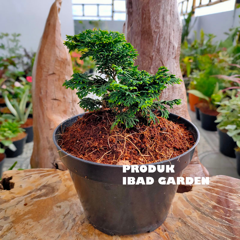 jual bahan bonsai cemara golden mini obtusa langsung dari petani