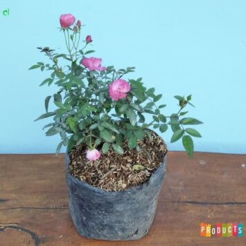 jual Tanaman Mawar Baby rambat bunga pink langsung dari petani