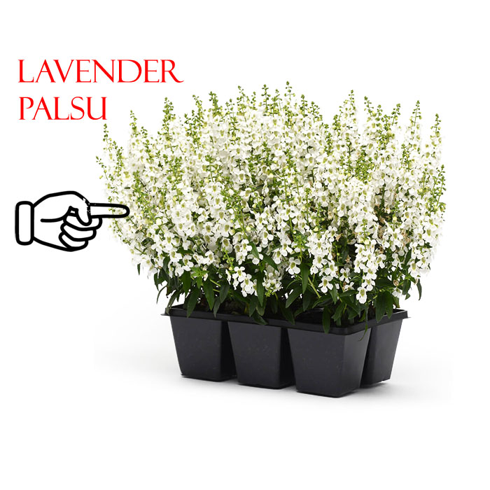 lavender putih