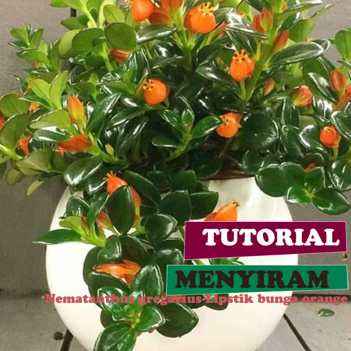 Cara menyiram bunga lisptik