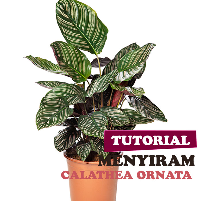 calathea ornata