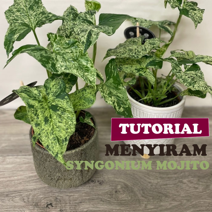 syngonium mojito