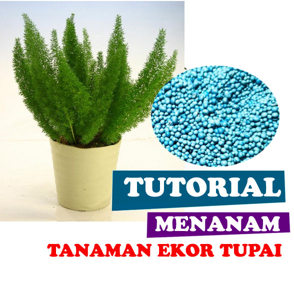 Tanaman ekor tupai