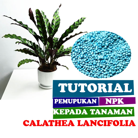 Tanaman Calathea