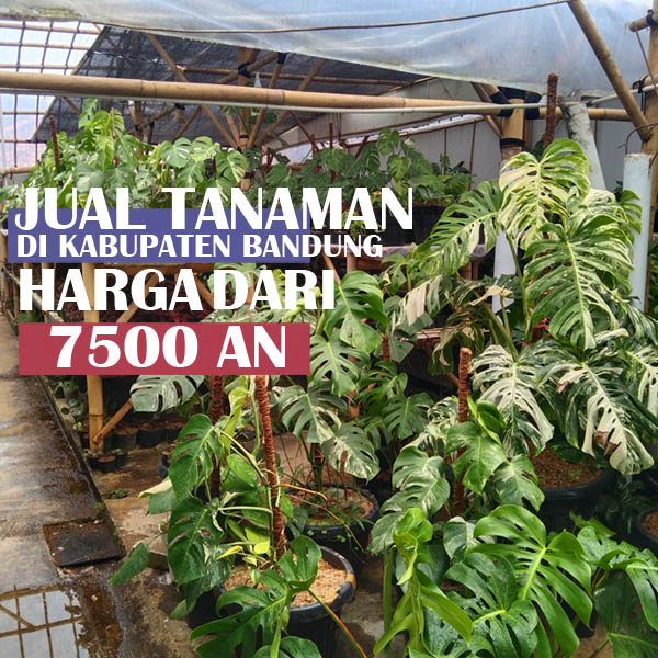 jual tanaman hias di kabupaten bandung