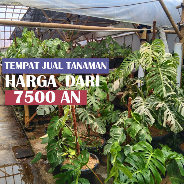 Jual tanaman hias di Kecamatan Ciawi 